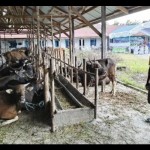 Ternak sapi-1675080154