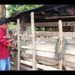 vaksin hewan ternak-1674897544