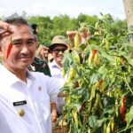 Wali Kota Tarakan Khairul melakukan panen cabai rawit di kawasan perkebunan kunak, Tarakan, Rabu (11/1). ANTARA/HO-Humas Pemkot Tarakan.-1673509162