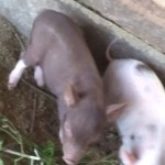 Dinas Peternakan Kabupaten Kupang salurkan desinfektan cegah ASF-1675408861