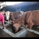 Disnakkan Boyolali sosialisasi ke peternak cegah sapi terserang LSD-1675402919