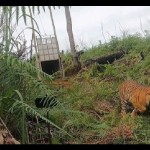 harimau-1675939749