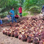Hasil sawit di Riau. (ANTARA/HO-PTPN V)-1675671126