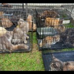Hewan jenis kucing yang akan menerima vaksin rabies. ANTARA/Anggi Mayasari-1676001180
