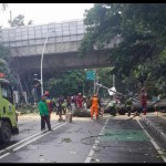 Kb. Sirih-1675923316