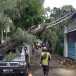 kelapa gading-1675939515