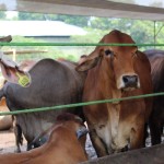 Lampung optimalkan surveilans cek gejala klinis LSD pada ternak-1675387999