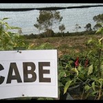 Pemprov Sultra galakkan tanam cabai di pekarangan tekan inflasi-1675403348