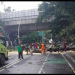 pohon tumbang-1675929705