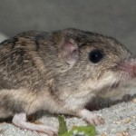 Tikus-1675998998