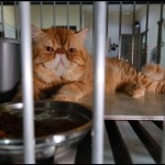 Kucing-1684485536