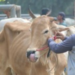 Sapi-1688017114