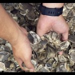 Sisik Trenggiling-1695632489