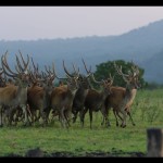 Taman Nasional Baluran Situbondo-1695722361