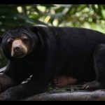 Beruang madu-1698043631