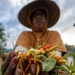 petani cabai-1699942433