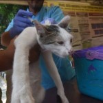 Puskeswan-1700030392