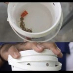 Teknologi Wolbachia-1700214590