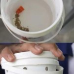 wolbachia-1701084347