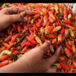 cabai rawit-1701417779