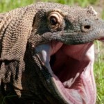 komodo-1702537066