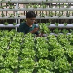 Petani milenial-1701843837