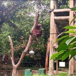 Taman margasatwa ragunan-1703584941