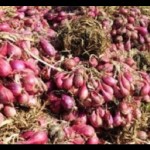 Bawang Merah-1704177498