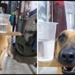 Anjing-1707638480