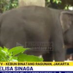 gajah-1743494513