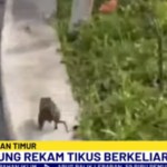 tikus-1744022522